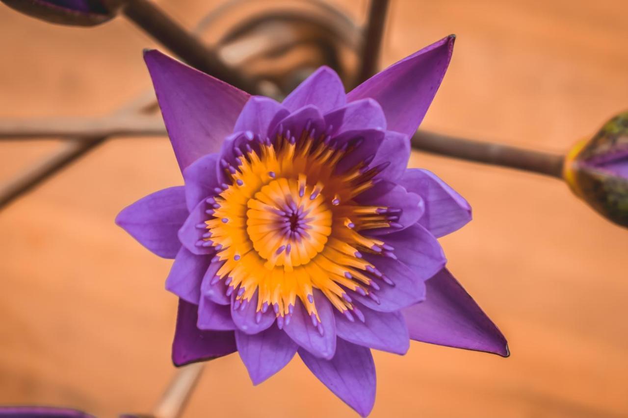 Flora And Fauna Mirissa Εξωτερικό φωτογραφία