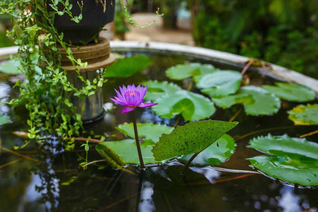 Flora And Fauna Mirissa Εξωτερικό φωτογραφία