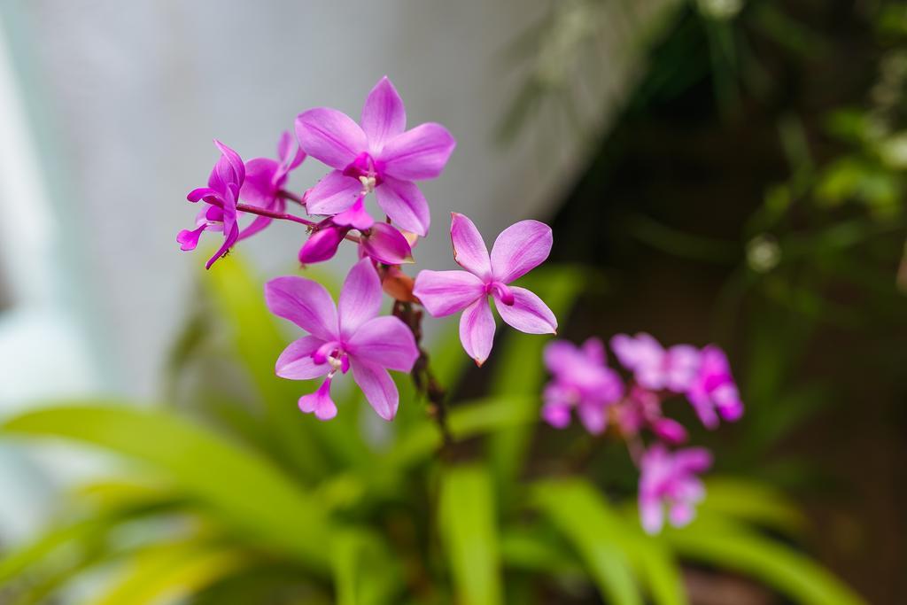 Flora And Fauna Mirissa Εξωτερικό φωτογραφία